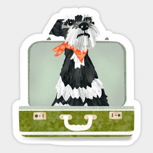 Miniature Schnauzer Dog sitting in an empty vintage  suitcase Sticker